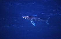 Aerial view of Humpback whale (Megaptera novaeangliae), Sea of Cortez (Gulf of California), Baja California, Mexico (Pacific coast), Endangered species