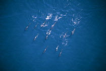 Aerial view of a pod of Shortfin pilot whales (Globicephala macrorhynchus) travelling, Sea of Cortez (Gulf of Mexico), Baja California, Mexico