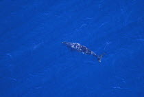 Aerial view of Beaked whale - almost certainly Peruvian / Lesser beaked whale (Mesoplodon peruvianus)  (virtually no confirmed records of sightings in the wild) Sea of Cortez (Gulf of California), Baj...