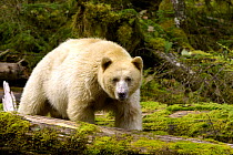 Spirit / Kermode bear (Ursus americanus kermodei), white phase of American black bear, Princess Royal Island, The Great Bear Rainforest, British Columbia, western Canada
