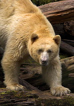Spirit / Kermode bear (Ursus americanus kermodei), white phase of American black bear, Princess Royal Island, the Great Bear Rainforest, British Columbia, western Canada