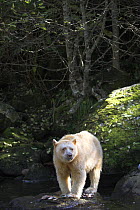 Spirit or kermode bear (Ursus americanus kermodei), white phase of American black bear, Princess Royal Island, the Great Bear Rainforest, British Columbia, western Canada