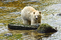 Spirit / Kermode bear (Ursus americanus kermodei), white phase of American black bear, Princess Royal Island, the Great Bear Rainforest, British Columbia, western Canada