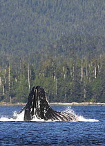 Humpback whale (Megaptera novaeangliae) lunge feeding at surface showing expanded throat grooves, Princess Royal Island, Great Bear Rainforest, British Columbia, western Canada