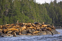 Steller's / Northern sealion (Eumetopias jubatus), Johnstone Strait, Vancouver Island, British Columbia, western Canada