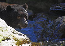Black bear (Ursus americanus) fishing for salmon, Princess Royal Island, Great Bear Rainforest, British Columbia, western Canada