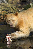 Spirit / Kermode bear (Ursus americanus kermodei) white phase of American black bear, eating salmon, Princess Royal Island, the Great Bear Rainforest, British Columbia, western Canada