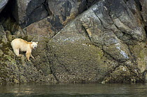 Spirit / Kermode bear (Ursus americanus kermodei), white phase of American black bear, standing on rocks, Gribbell Island, the Great Bear Rainforest, western Canada