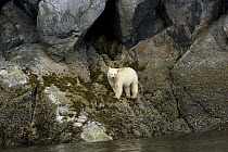 Spirit / Kermode bear (Ursus americanus kermodei), white phase of American black bear, standing on rocks, Gribbell Island, the Great Bear Rainforest, western Canada