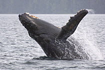 Humpback whale (Megaptera novaeangliae) breaching, Johnstone Strait, Vancouver Island, British Columbia, western Canada