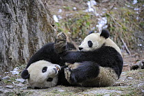 Two juvenile Giant pandas (Ailuropoda melanoleuca) wrestling, Wolong Nature Reserve, China, Captive