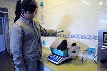 Keeper weighing a giant panda baby (Ailuropoda melanoleuca) aged 5 months at Wolong nursery, Wolong Nature Reserve, China, Captive