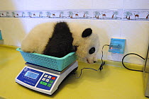 Giant panda baby (Ailuropoda melanoleuca) aged 5 months being weighed at Wolong nursery, Wolong Nature Reserve, China, Captive