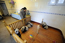 Group of Giant panda babies (Ailuropoda melanoleuca) aged 5 months in Wolong's nursery, Wolong Nature Reserve, China, Captive