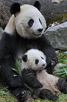 Giant panda (Ailuropoda melanoleuca) mother and baby, Wolong Nature Reserve, China, Captive