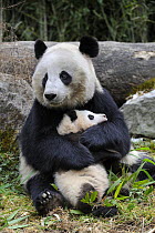 Giant panda (Ailuropoda melanoleuca) mother and baby, Wolong Nature Reserve, China, Captive
