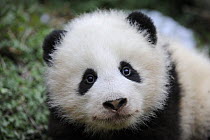 Giant panda (Ailuropoda melanoleuca) baby, aged 5 months, Wolong Nature Reserve, China, Captive