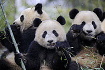 Three subadult Giant pandas (Ailuropoda melanoleuca) feeding on bamboo, Wolong Nature Reserve, China, Captive