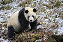 Male giant panda (Ailuropoda melanoleuca) Wolong Nature Reserve, China