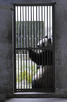 Giant panda (Ailuropoda melanoleuca) captive at Wolong Nature Reserve, China