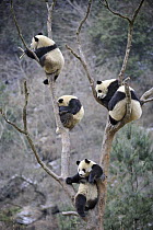 Four subadult giant pandas (Ailuropoda melanoleuca) climbing in a tree, Wolong Nature Reserve, China, captive