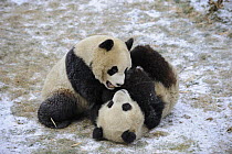 Two juvenile Giant pandas (Ailuropoda melanoleuca) wrestling, Wolong Nature Reserve, China, Captive