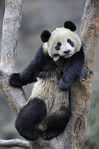 Subadult Giant panda (Ailuropoda melanoleuca) climbing in a tree Wolong Nature Reserve, China, captive