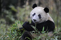 Giant panda (Ailuropoda melanoleuca) feeding on bamboo, Wolong Nature Reserve, China, Captive