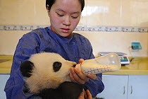 Giant panda (Ailuropoda melanoleuca) baby, 5 months old being bottle fed at Wolong's nursery, Wolong Nature Reserve, China