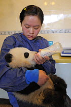 Giant panda (Ailuropoda melanoleuca) baby, 5 months old being bottle fed at Wolong's nursery, Wolong Nature Reserve, China