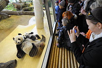 Visitors crowding in front of Fu Long, the first European naturally born Giant panda baby (Ailuropoda melanoleuca) 6 months old, with its mother Yang Yang at Sconbrunn Zoo, Austria, 2008