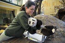 Scientist weighing Fu Long, the baby Giant panda (Ailuropoda melanoleuca) 6 months old at the Schonbrunn Zoo, Austria, 2008