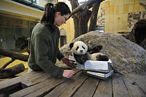 Scientist weighing Fu Long, the baby Giant panda (Ailuropoda melanoleuca) 6 months old at Schonbrunn Zoo, Austria, 2008