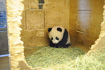 Fu Long, the first European naturally born Giant panda (Ailuropoda melanoleuca) baby in his den, 6 months old, Schonbrunn Zoo, Austria, 2008
