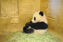 Fu Long, the first European naturally born Giant panda (Ailuropoda melanoleuca) baby in his den, 6 months old, Schonbrunn Zoo, Austria, 2008