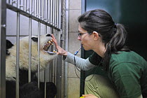 Scientist training Giant panda (Ailuropoda melanoleuca) for dental inspection, Zoo Schonbrunn, Austria, 2008