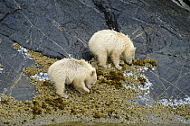 Two Kermode / Spirit bear cubs (Ursus americanus kermodei), white morph of the black bear, looking for mussels on the shores of Princess Royal Island, British Columbia, Canada