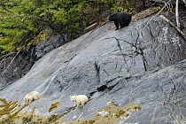 Kermode / Spirit bear mother and cubs (Ursus americanus kermodei), A black mother with her white cubs, white morph of the black bear, looking for mussels on the shores of Princess Royal Island, Britis...
