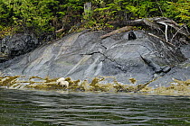 Kermode / Spirit bear mother and cubs (Ursus americanus kermodei), A black mother with her white cubs, white morph of the black bear, looking for mussels on the shores of Princess Royal Island, BC, Ca...