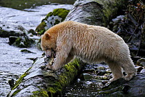 Kermode / Spirit bear (Ursus americanus Kermodei), white morph of the Black bear, feeding on salmon, Princess Royal Island, British Columbia, Canada