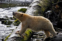 Kermode / Spirit bear (Ursus americanus Kermodei), white morph of the black bear, sniffing the air, Princess Royal Island, British Columbia, Canada