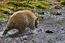 Kermode / Spirit bear (Ursus americanus Kermodei), white morph of the black bear, fishing for salmon, Princess Royal Island, British Columbia, Canada