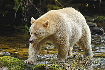 Kermode / Spirit bear (Ursus americanus Kermodei), white morph of the black bear, Princess Royal Island, British Columbia, Canada