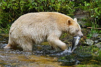 Kermode / Spirit bear (Ursus americanus Kermodei), white morph of the black bear, with salmon in its mouth, Princess Royal Island, British Columbia, Canada