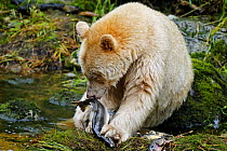 Kermode / Spirit bear (Ursus americanus Kermodei), white morph of the black bear, feeding on salmon, Princess Royal Island, British Columbia, Canada