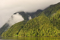 Temperate rainforest on the Pacific coast, Inside Passage, British Columbia, Canada