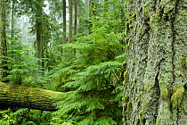 Old growth forest with trunk of a Douglas fir in foreground, MacMillan Provincial park, Cathedral Grove forest, Vancouver Island, British Columbia, Canada