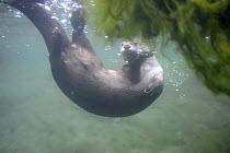 Canadian otter (Lutra canadensis) diving, British Columbia, Canada