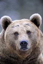 Portrait of European brown bear (Ursus arctos), captive