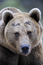 Portrait of European brown bear (Ursus arctos), captive